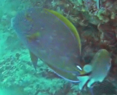 Acanthurus dussumieri
