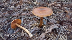 Cortinarius californicus