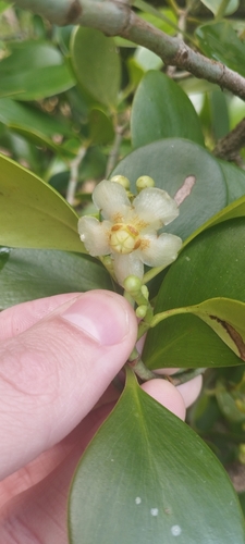 Foto de Abaneiro