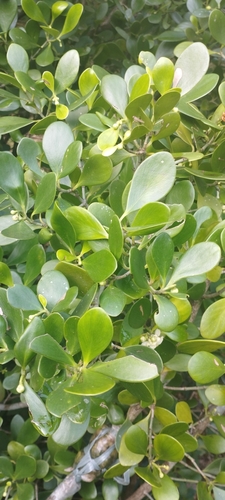 Foto de Abaneiro