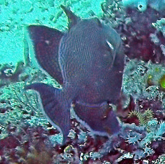 Pseudobalistes fuscus