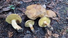 Suillus lakei