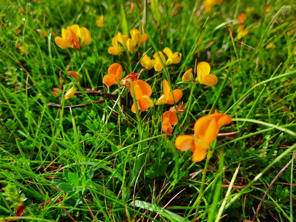bird'sfoot trefoil from Ballogie, Aboyne AB34 5DL, UK on July 5, 2023