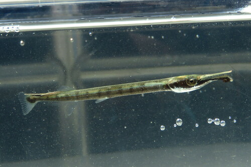 Houndfish, photo 6 of 9