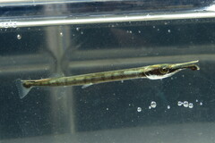 Houndfish photo 5