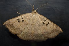 Blasticorhinus rivulosa