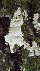 Dendrothele candida