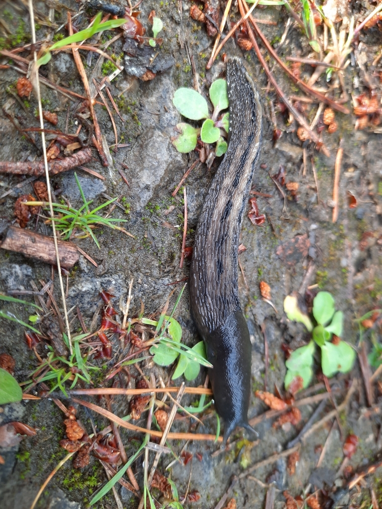 Ashblack Slug from Ballogie, Aboyne AB34 5DL, UK on July 5, 2023 at 07