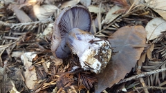 Cortinarius glaucopus