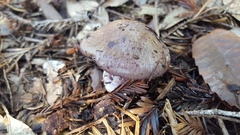 Cortinarius glaucopus