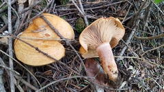 Lactarius rubrilacteus