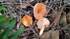 Lactarius subviscidus