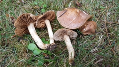 Hebeloma kelloggense