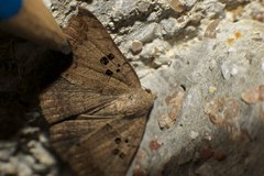 Blasticorhinus rivulosa