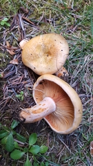 Lactarius aestivus