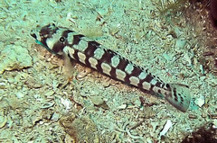 Parapercis tetracantha