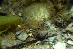 Palaemon intermedius