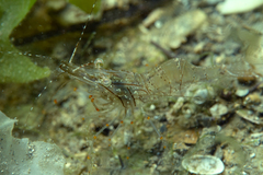 Palaemon intermedius