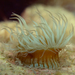 White-striped Anemone - Photo (c) Wayne Martin, some rights reserved (CC BY-NC)