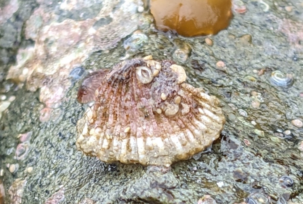 Hooded Puncturella