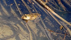 Pelophylax saharicus