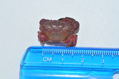 Ozius reticulatus