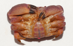 Ozius reticulatus
