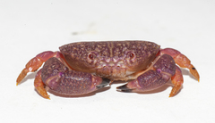 Ozius reticulatus