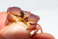 Ozius reticulatus