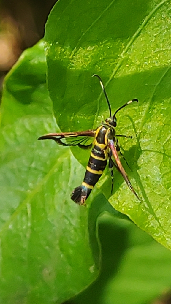 Arizona Clearwing Moth