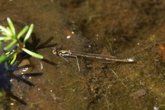 Austrocnemis splendida