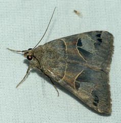 Drasteria edwardsii