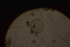 Bacillariophyceae