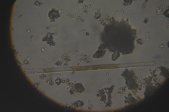 Bacillariophyceae