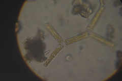 Bacillariophyceae
