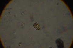 Bacillariophyceae