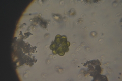 Coelastrum