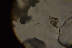 Bacillariophyceae