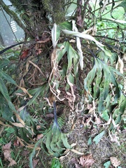 Pyrrosia polydactylos