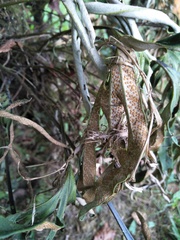 Pyrrosia polydactylos