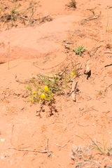 Ononis angustissima subsp. polyclada image
