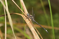 Eusynthemis brevistyla