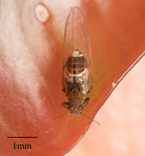 Syzygium Leaf Psyllid photo 2