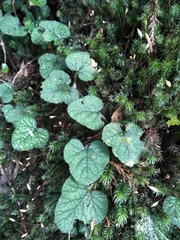 Rubus pectinellus