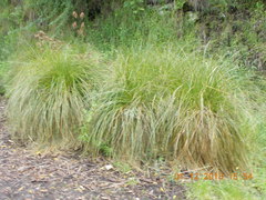 Carex secta