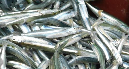 Smallscale silverside (Odontesthes incisa) — Atherinopsidae — 4