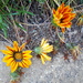 Flor del Tesoro Sudafricana - Photo (c) Terra Occ, algunos derechos reservados (CC BY-NC-ND)