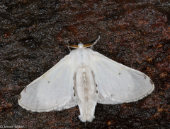 Penicillifera apicalis