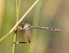 Leptogaster