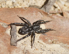 Nyssus albopunctatus